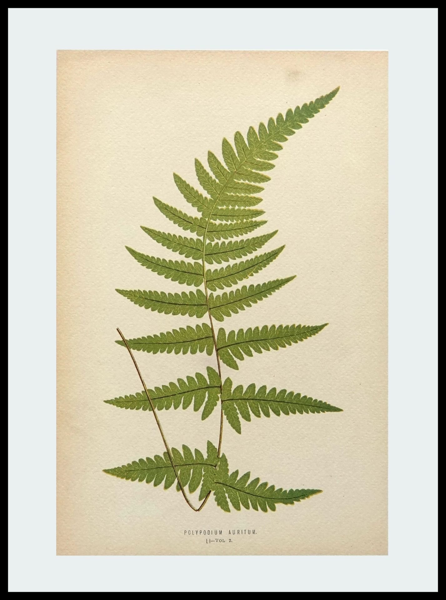 DNA AAP801 Polypodium Auritum